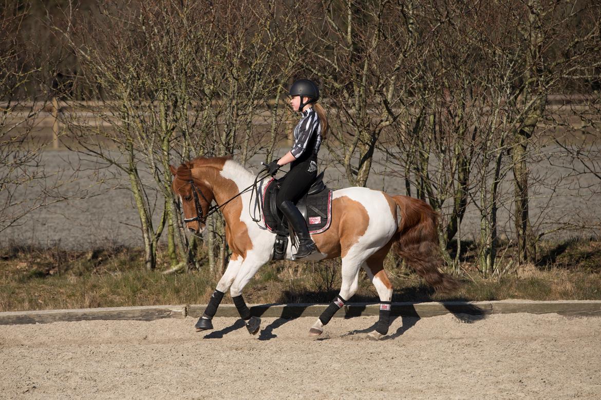 Anden særlig race Hidalgo billede 27