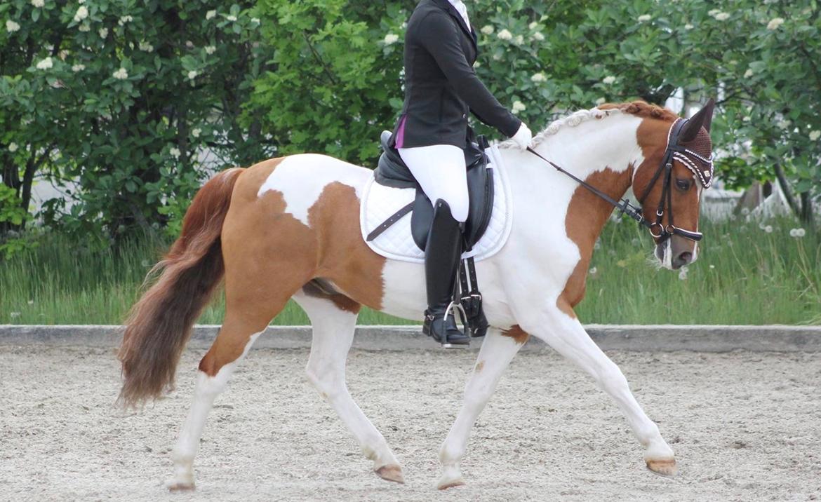 Anden særlig race Hidalgo billede 33