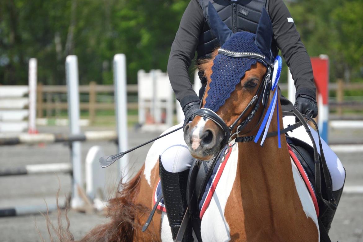 Anden særlig race Hidalgo billede 28