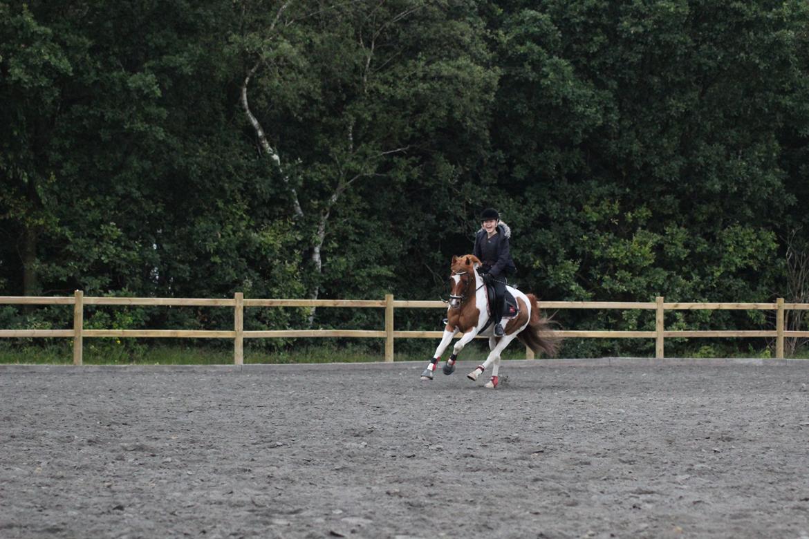 Anden særlig race Hidalgo billede 31