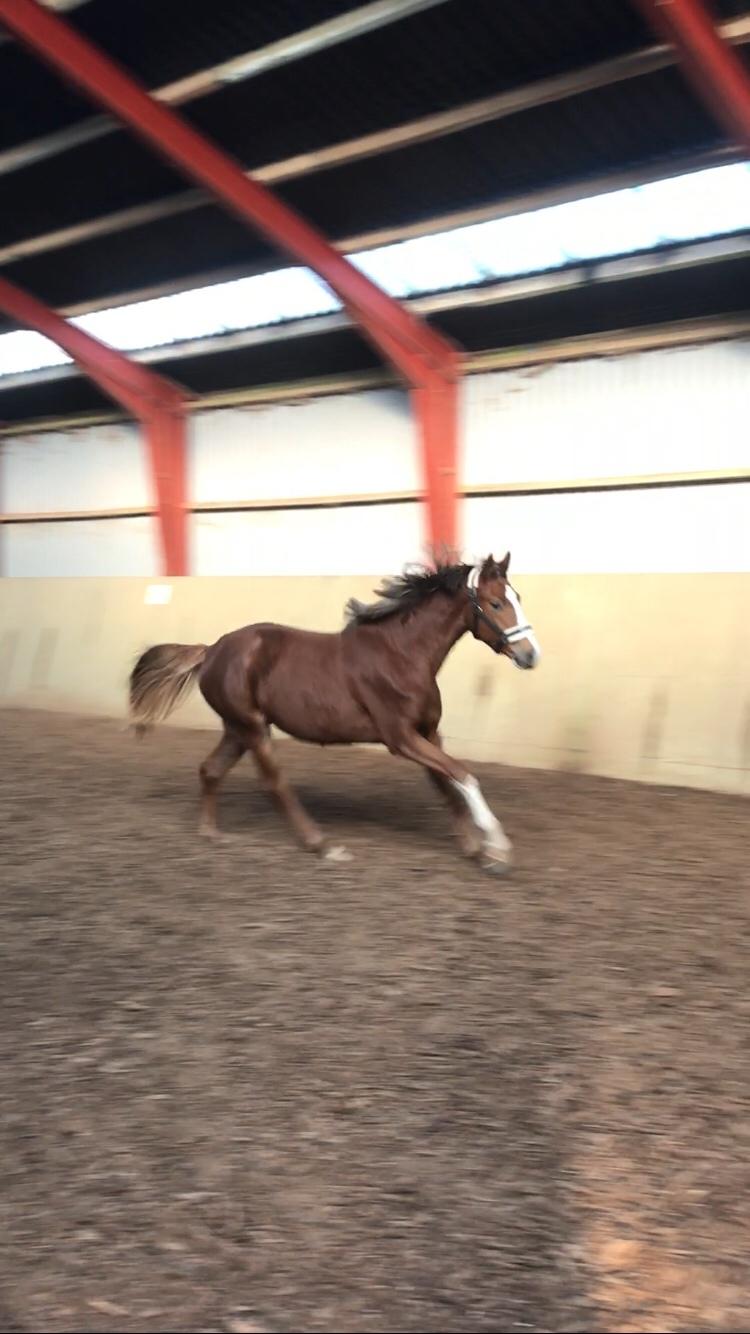 Dansk Varmblod Gørklintgårds Gratia billede 16