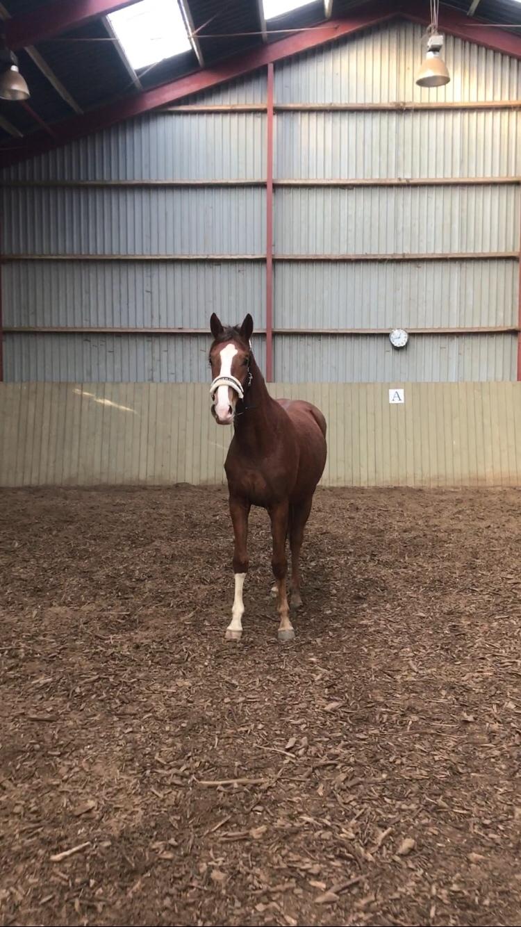 Dansk Varmblod Gørklintgårds Gratia billede 17