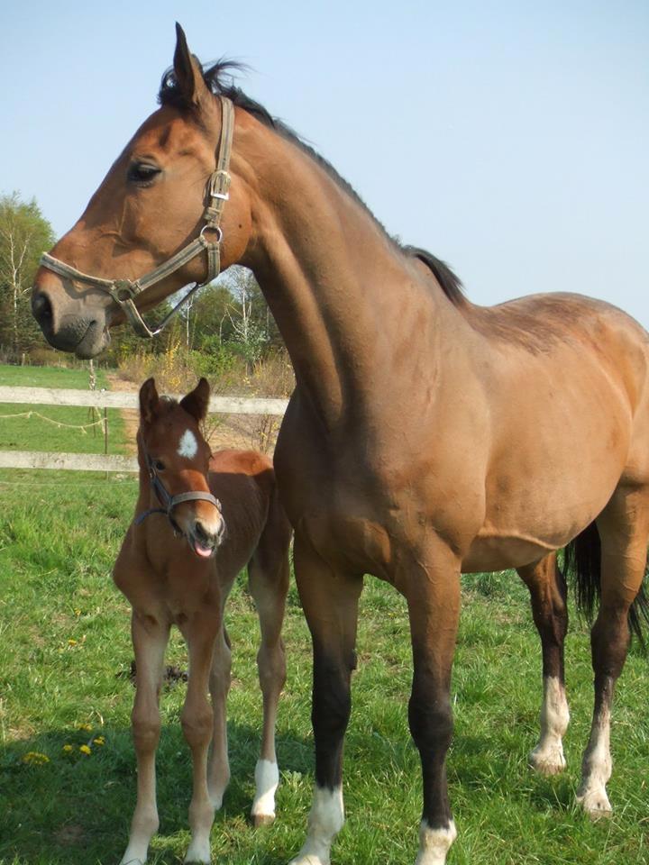 Anden særlig race Lasse / Caballo - Caballo, to dage gammel billede 15