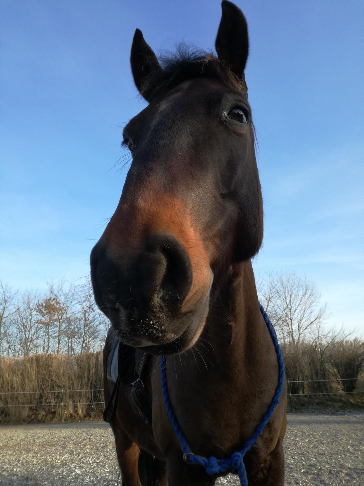 Anden særlig race Berlioz billede 3