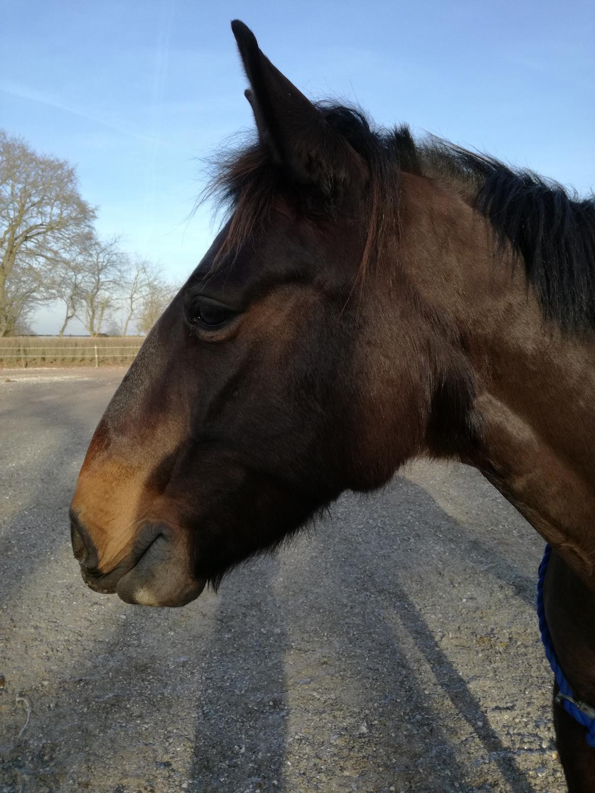 Anden særlig race Berlioz billede 7