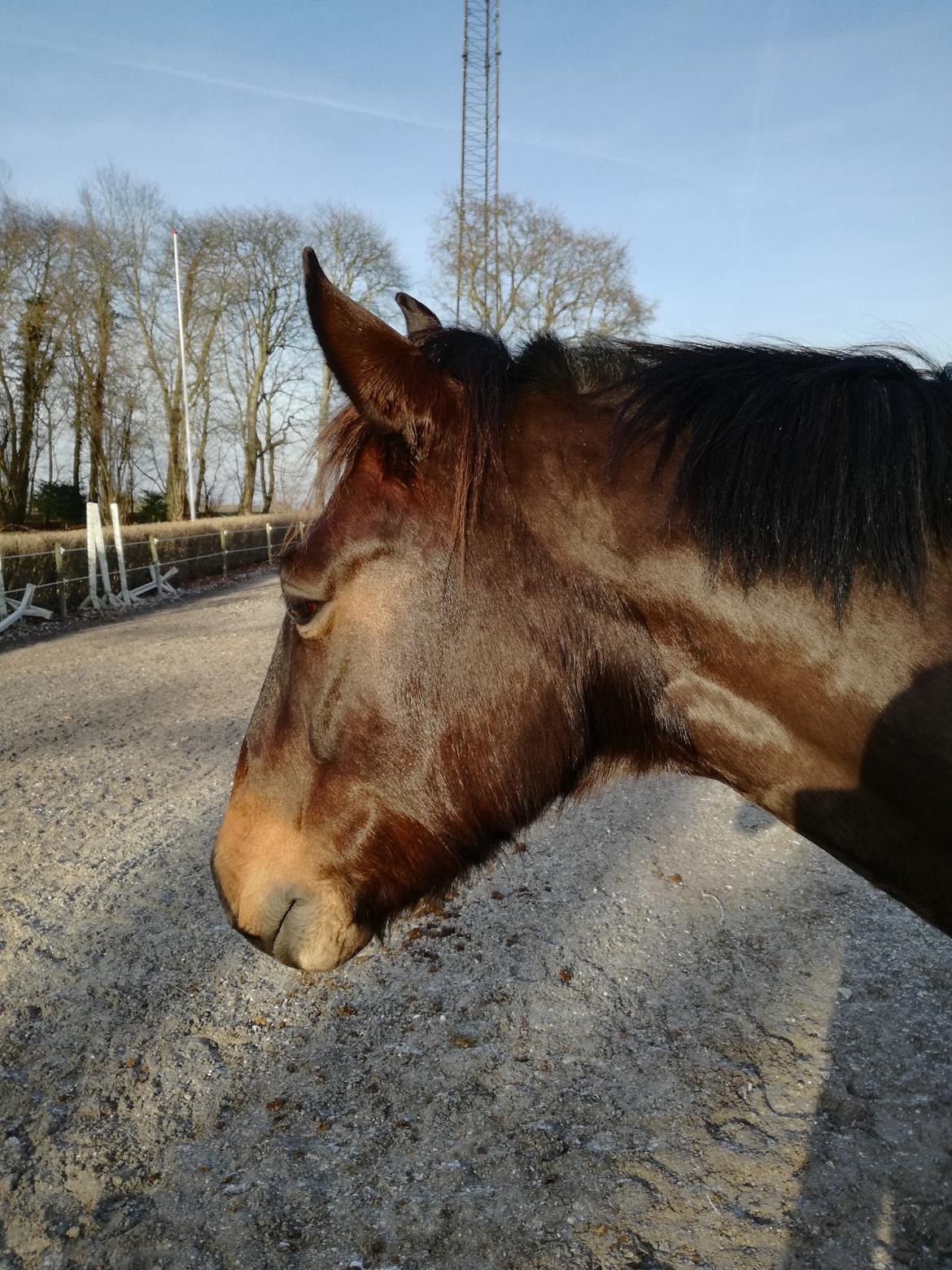 Anden særlig race Berlioz billede 11