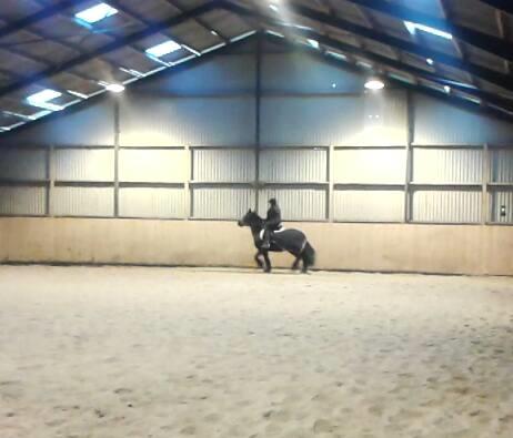 Barockpferd Madonna ( tidligere hest) billede 16