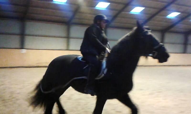 Barockpferd Madonna ( tidligere hest) billede 15