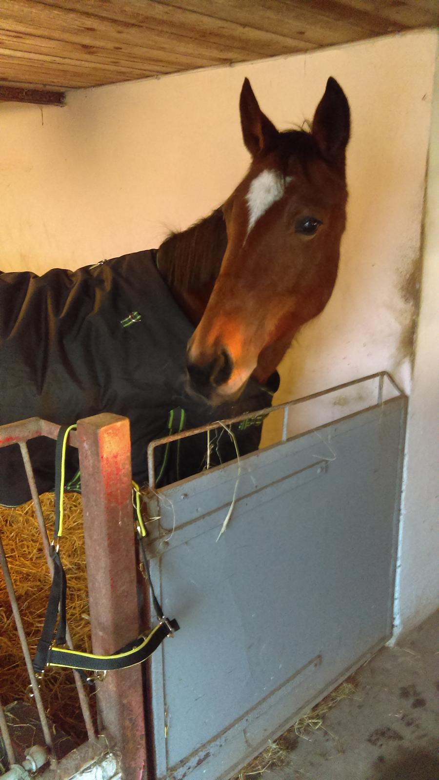 Traver Return Sujaki - Baby billede 6