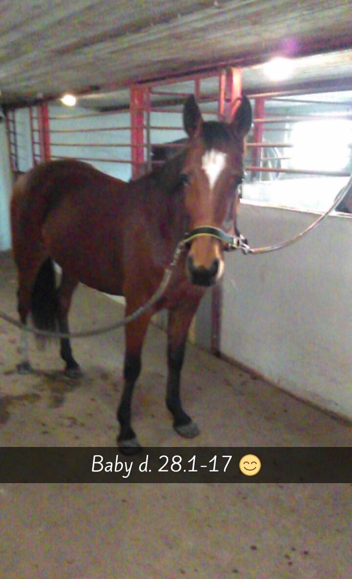 Traver Return Sujaki - Baby billede 7