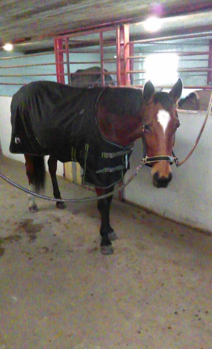 Traver Return Sujaki - Baby billede 8