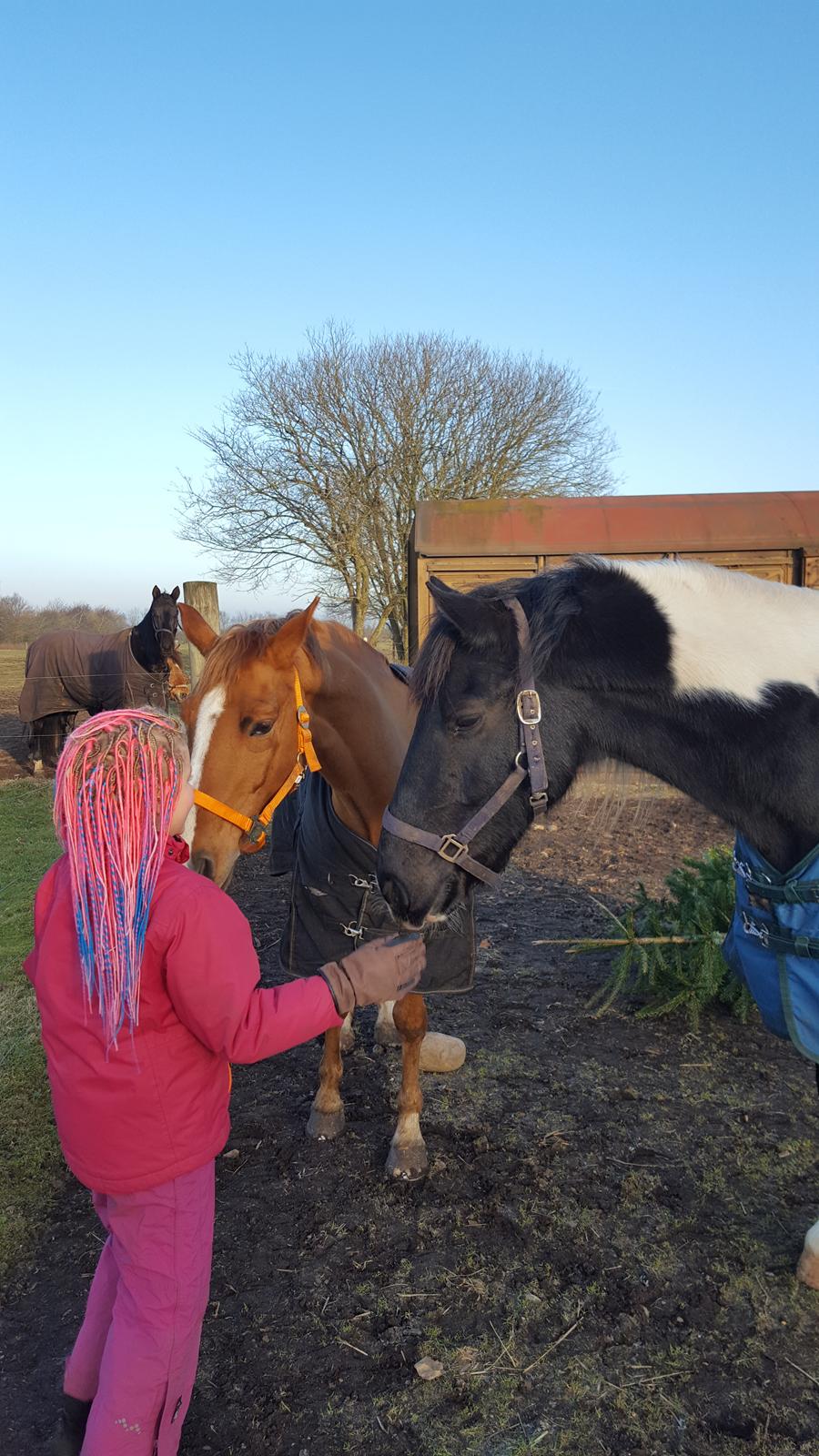 Anden særlig race Bastian (Solgt) - Silje hygger med vores 2 heste Bastian og Sir Bailey billede 6