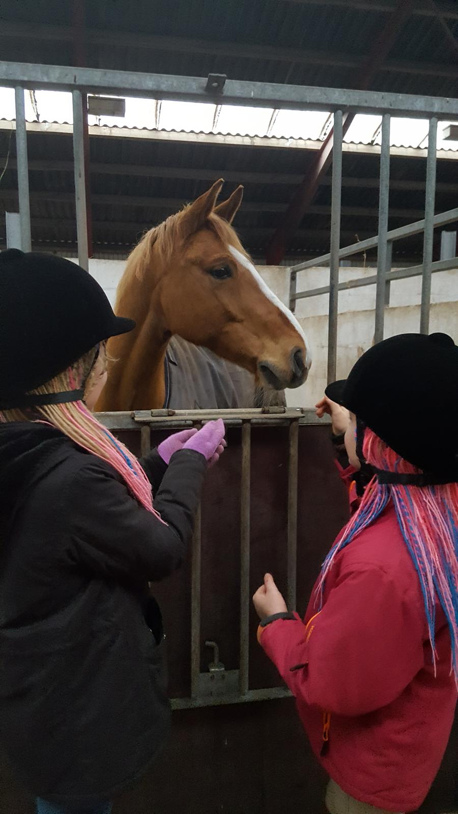 Anden særlig race Bastian (Solgt) - 2. gang vi besøgte Bastian ved sælger... han er så sød.. billede 4