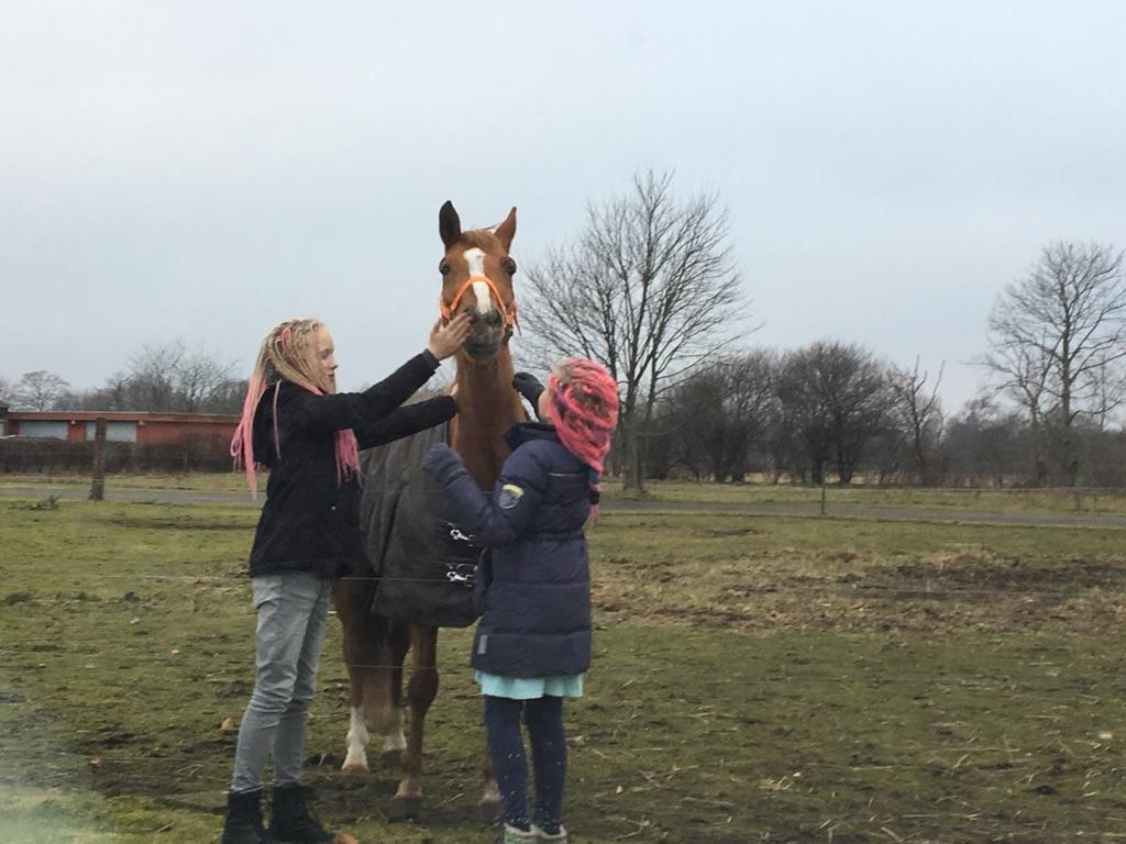 Anden særlig race Bastian (Solgt) - Så blev Bastian vores, her er han første dag på fold hos os. billede 5