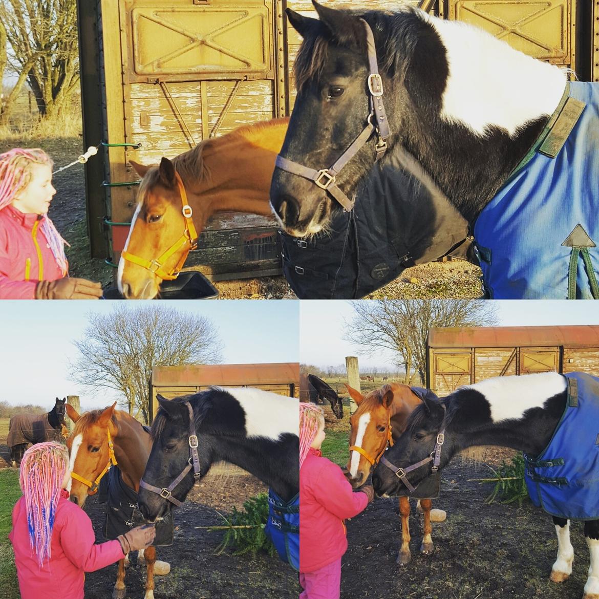 Anden særlig race Bastian (Solgt) - Vi hygger på folden med Bastian og Sir Bailey. Deres første dag på fold sammen efter vi købte dem. billede 7