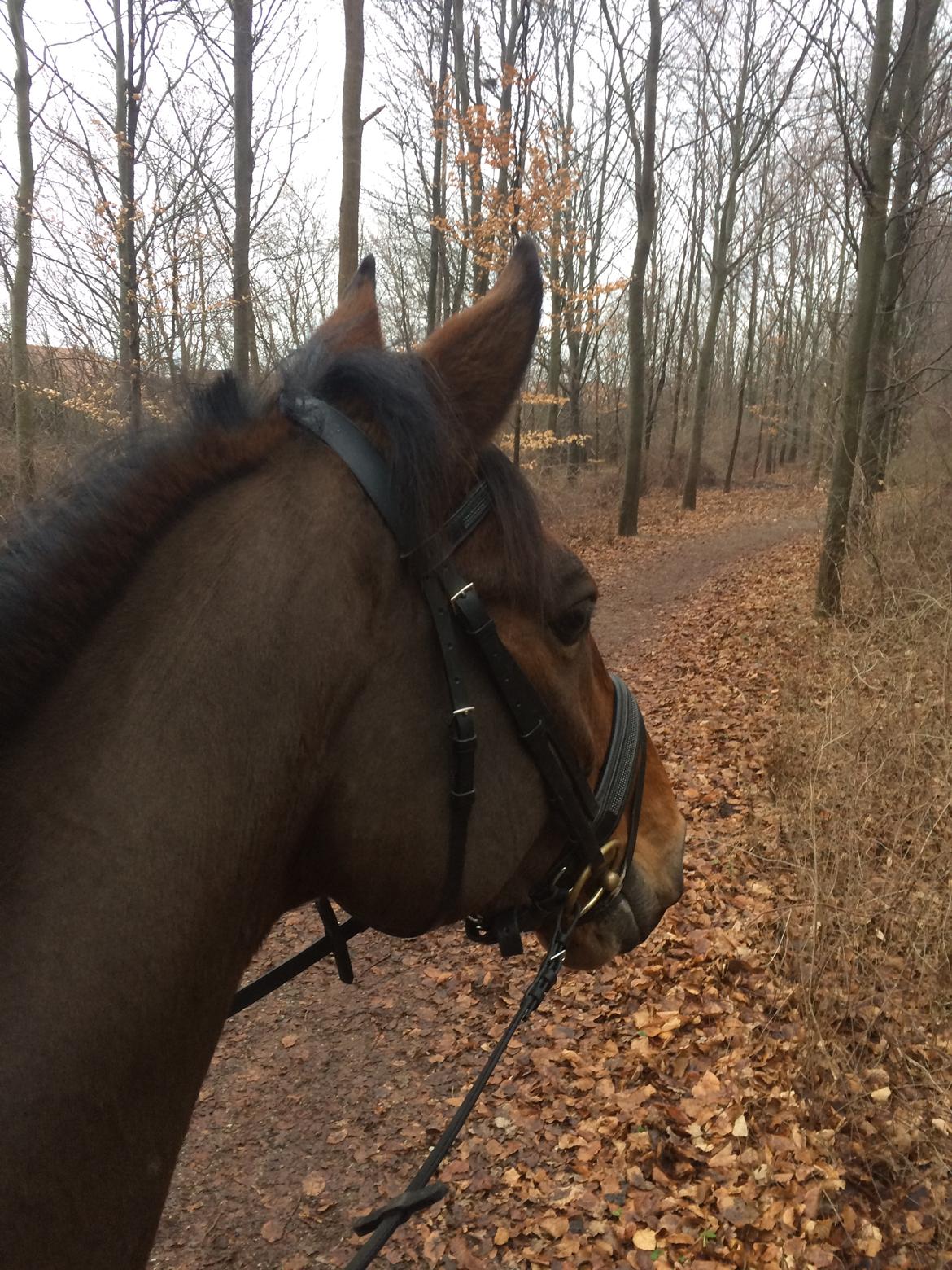 Dansk Varmblod Don Diego - Første tur alene ❤❤ billede 18