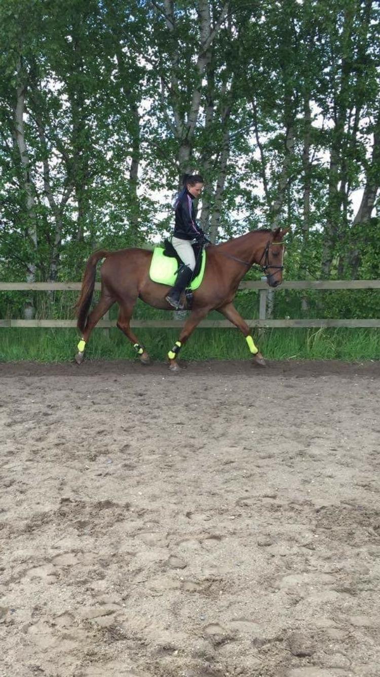 Dansk Varmblod Pilelundens Seven Star (Tidl. Hest) billede 19