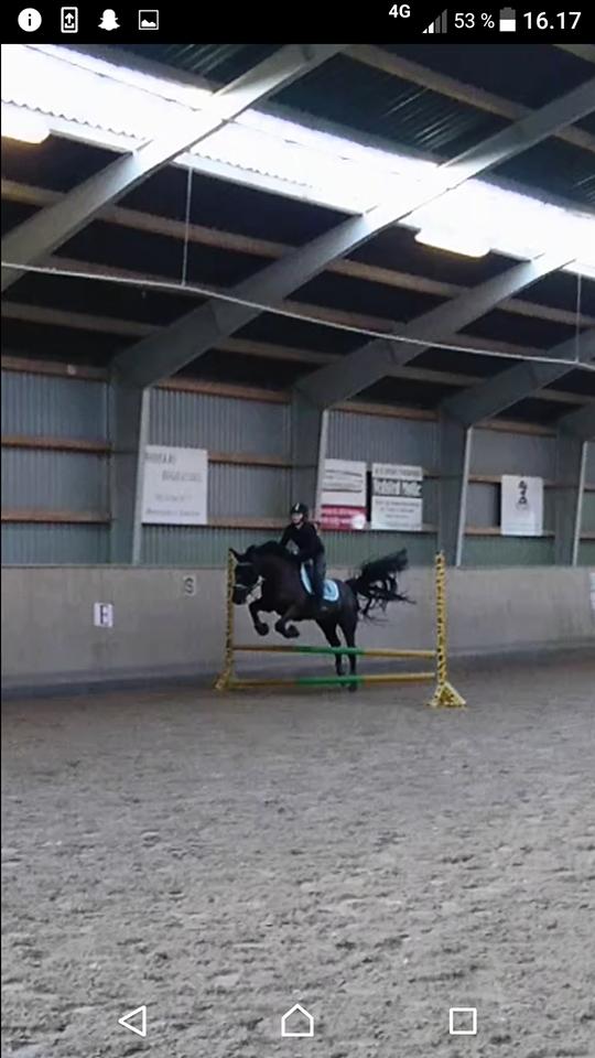 New Forest Mekil - Kylie <3 billede 2