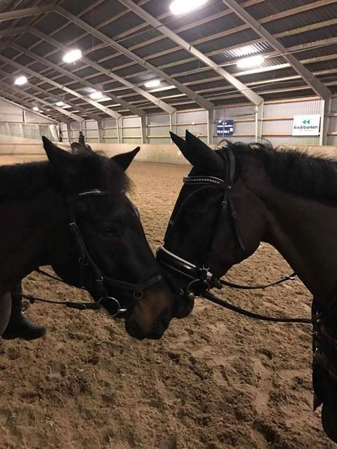 New Forest Mekil - Hvem er hvem? billede 3