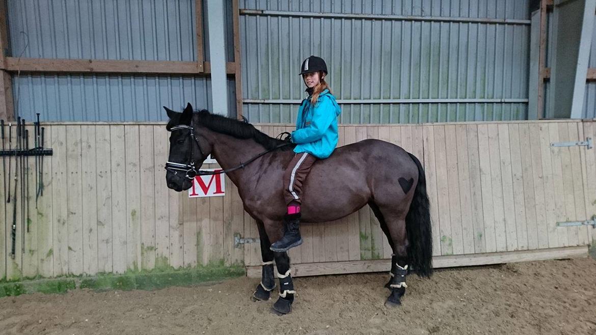 New Forest Mekil - Første gang uden sadel  billede 4