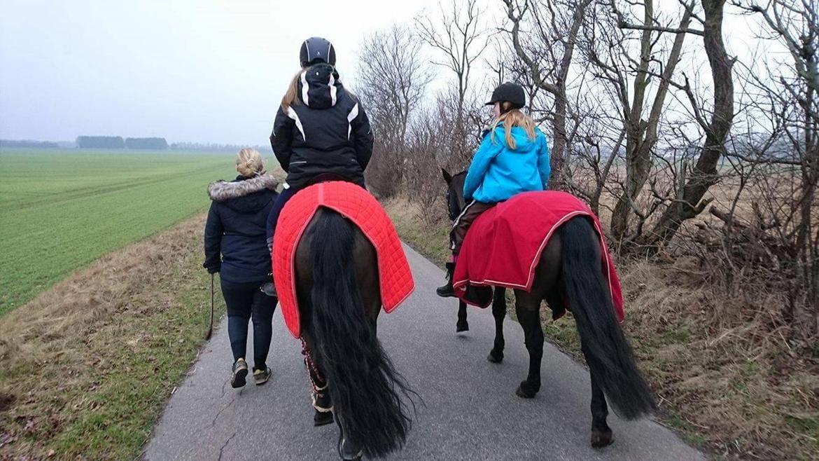 New Forest Mekil - Første tur <3 billede 5