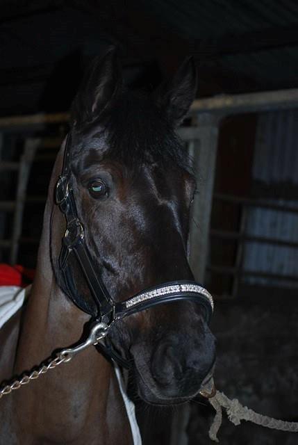 New Forest Mekil - Beauty <3 billede 6