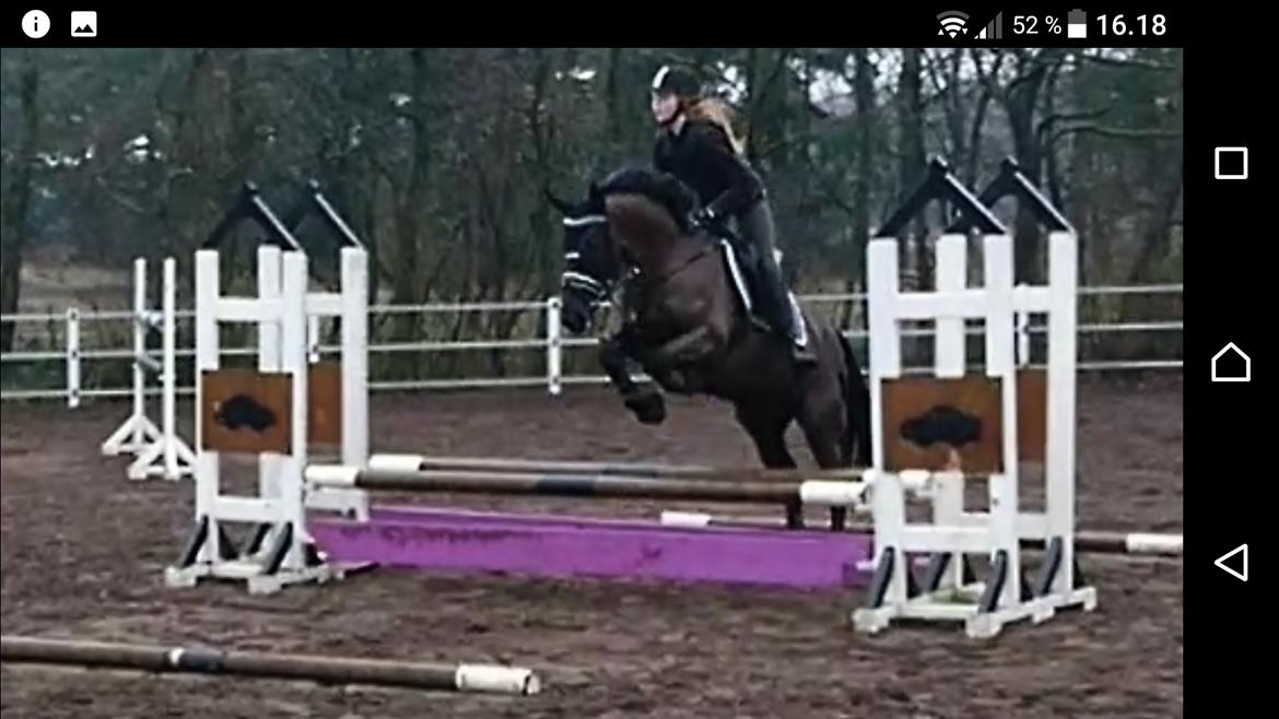 New Forest Mekil - 2. gang til spring undervisning ved Lundbladhorses billede 8