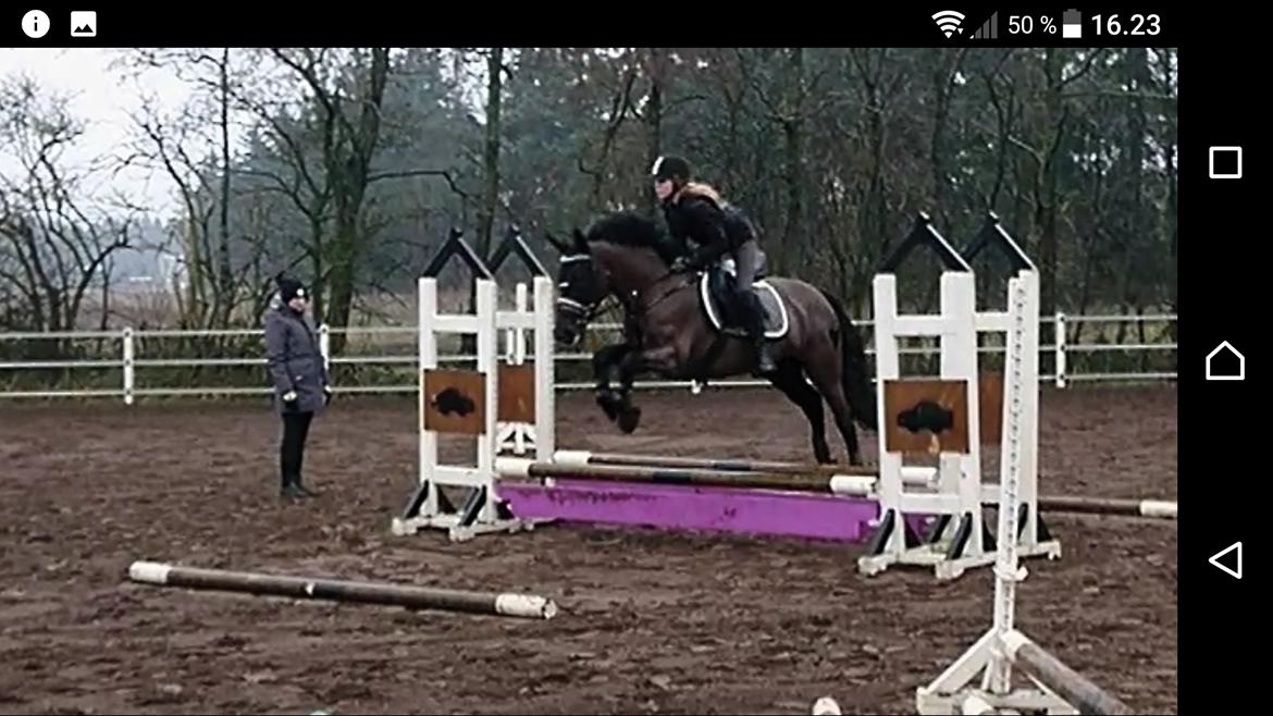 New Forest Mekil billede 9