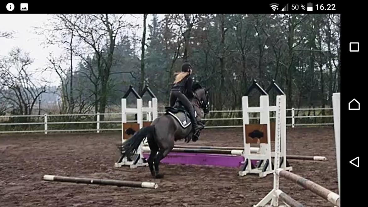 New Forest Mekil billede 10