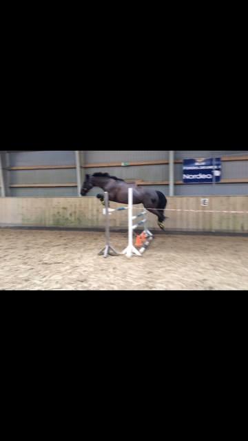 New Forest Mekil - iskoldt billede 11