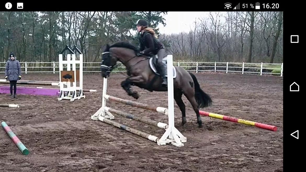 New Forest Mekil billede 12