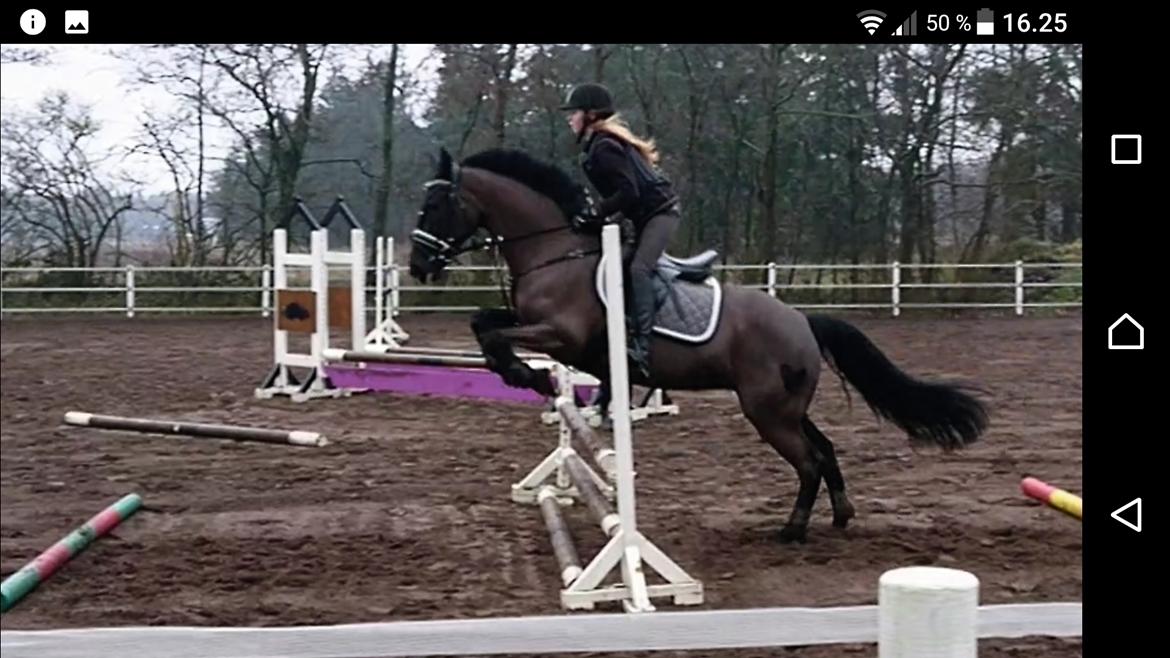 New Forest Mekil billede 14