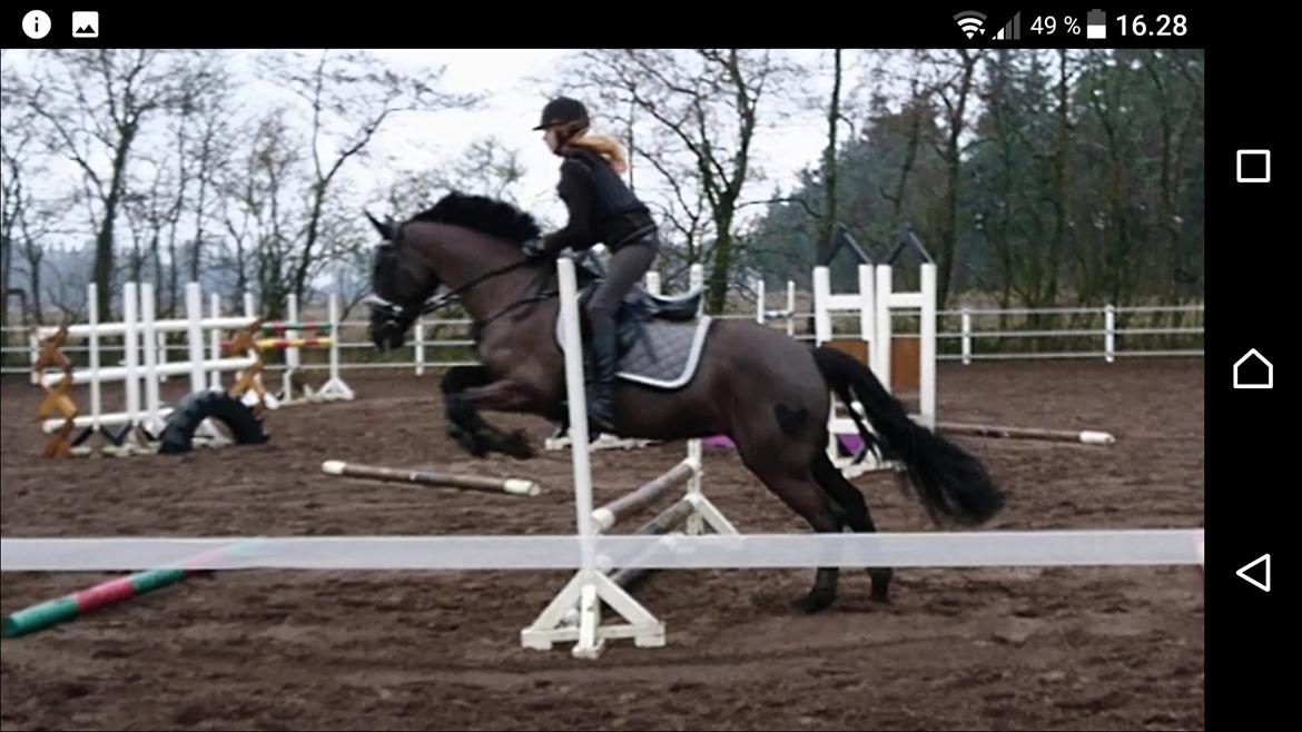 New Forest Mekil billede 15