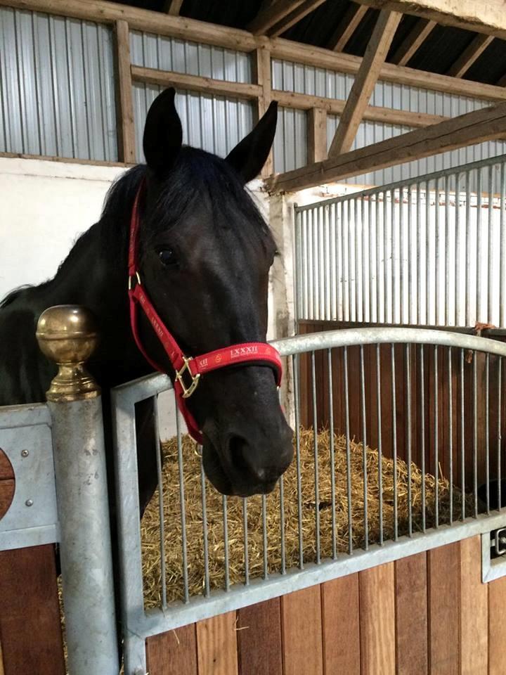 New Forest Mekil - smuksak  billede 16