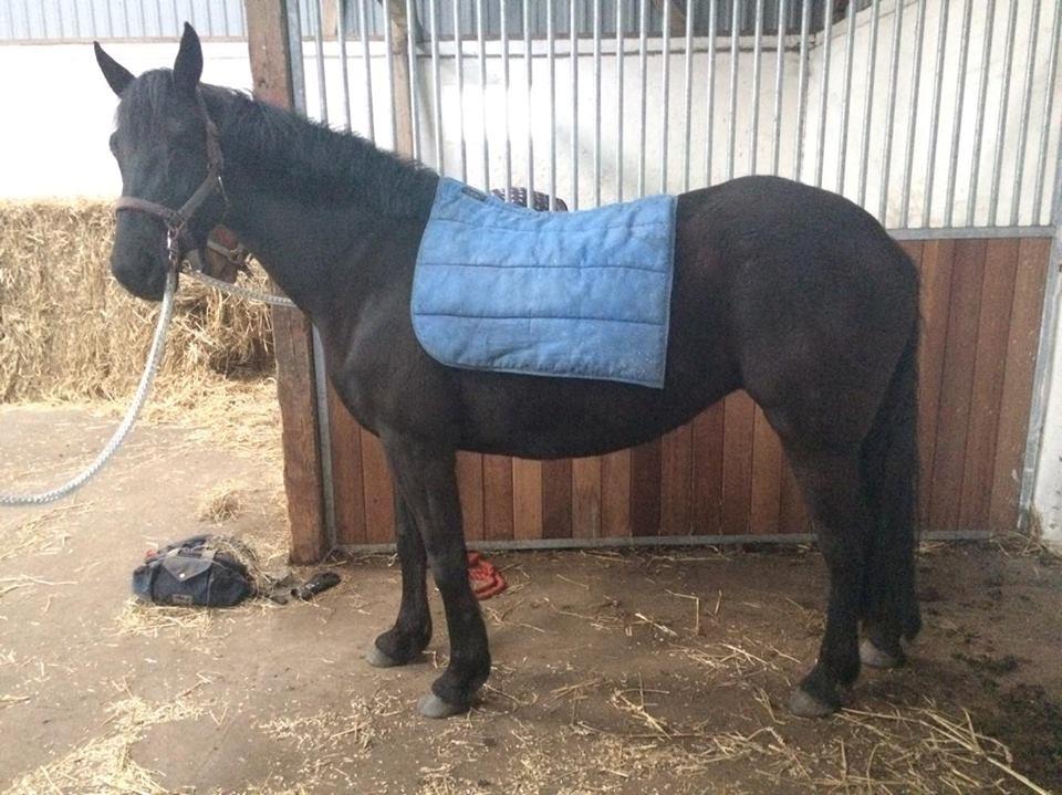 New Forest Mekil - D 12/4 2016 fik jeg denne friser lignende pony hjem <3 billede 17