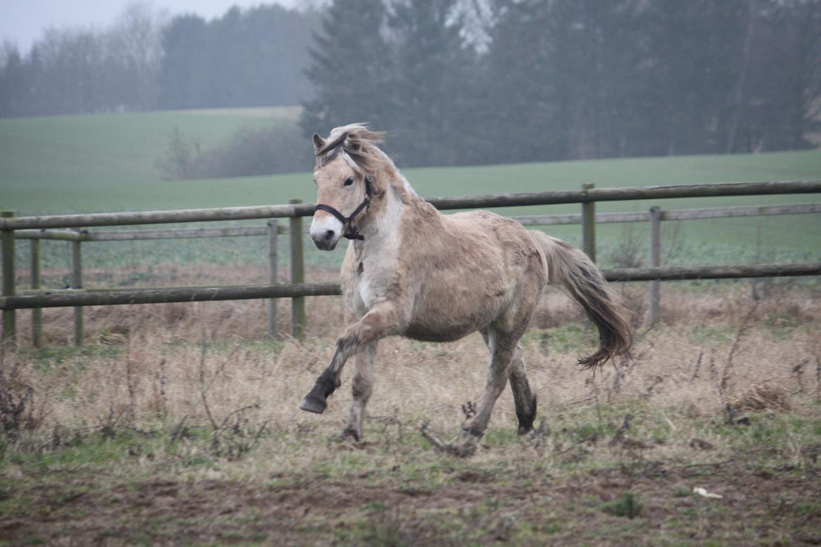 Fjordhest Ørvads lano billede 7