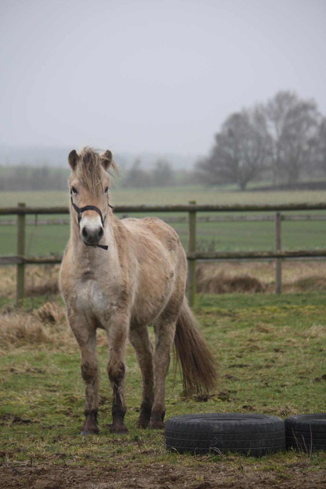 Fjordhest Ørvads lano billede 10
