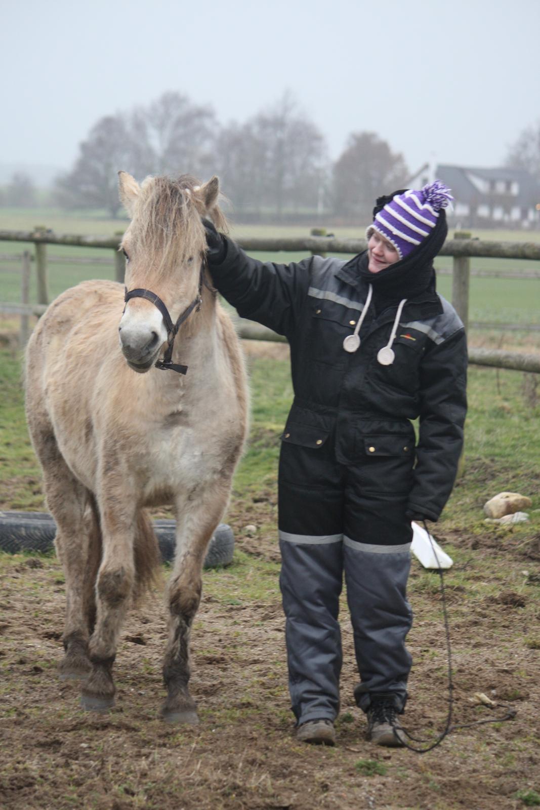 Fjordhest Ørvads lano billede 9