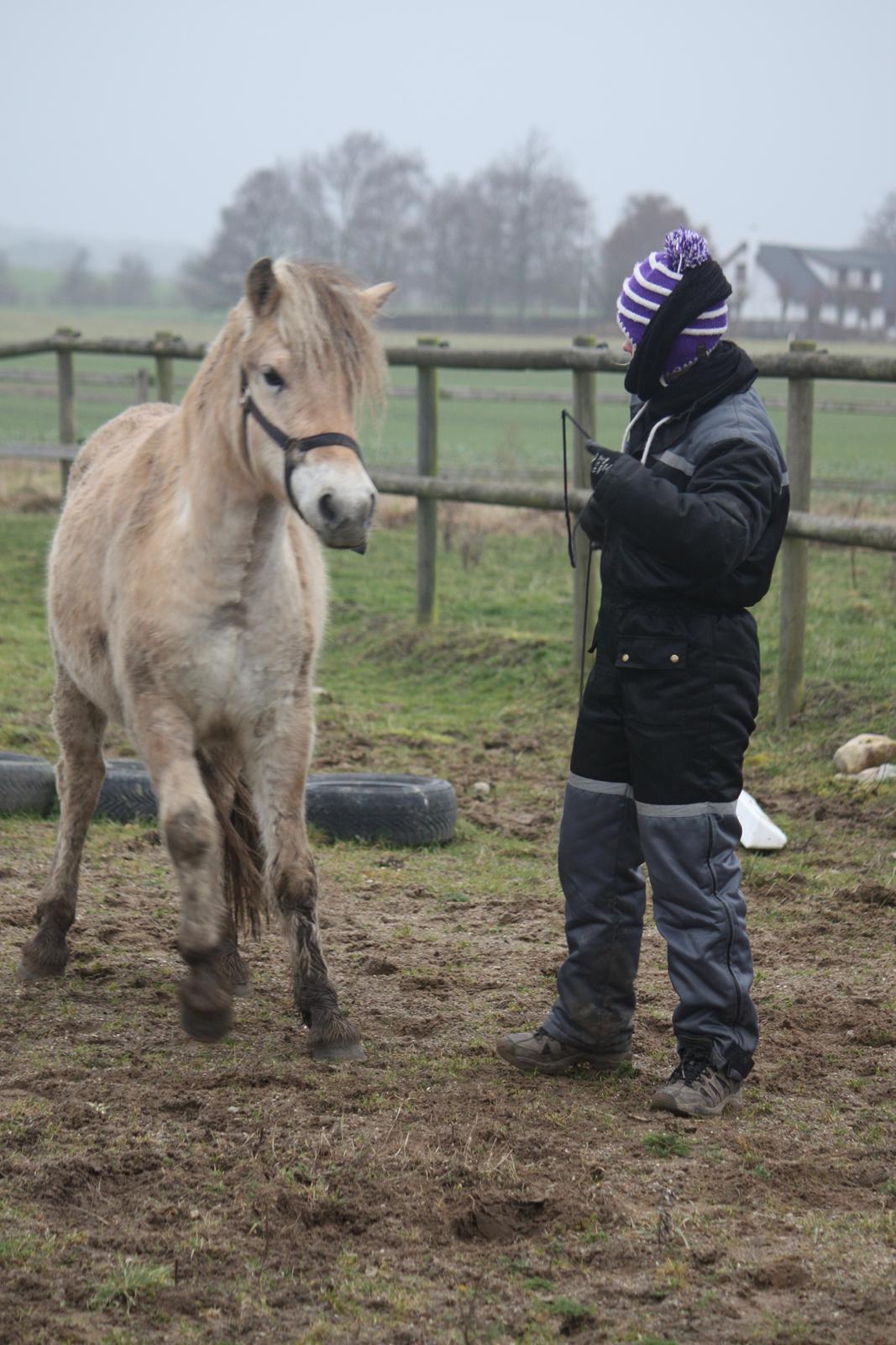 Fjordhest Ørvads lano billede 8