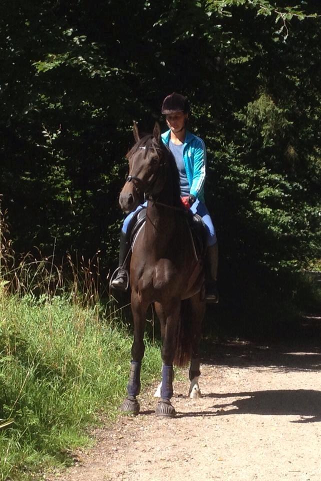 Oldenborg Gørklintgårds lilac billede 3