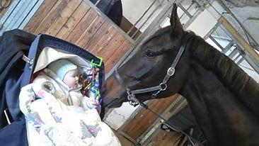 Oldenborg Gørklintgårds lilac billede 5