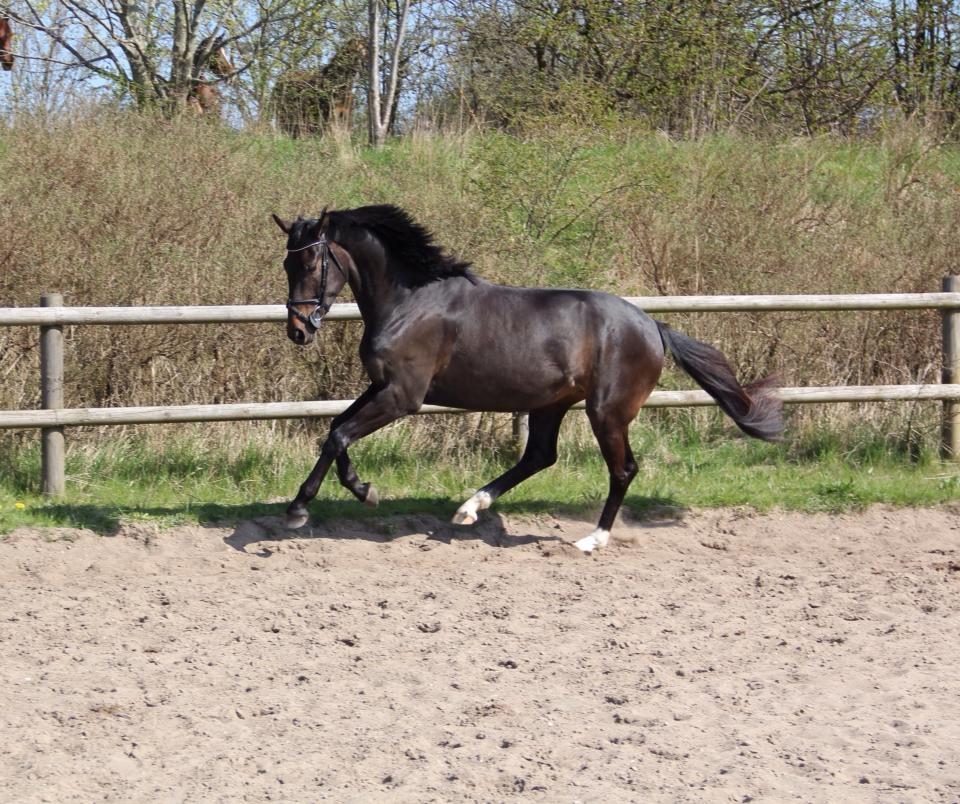 Oldenborg Gørklintgårds lilac billede 2