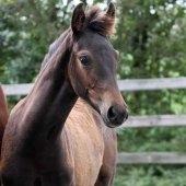 Oldenborg Gørklintgårds lilac billede 7