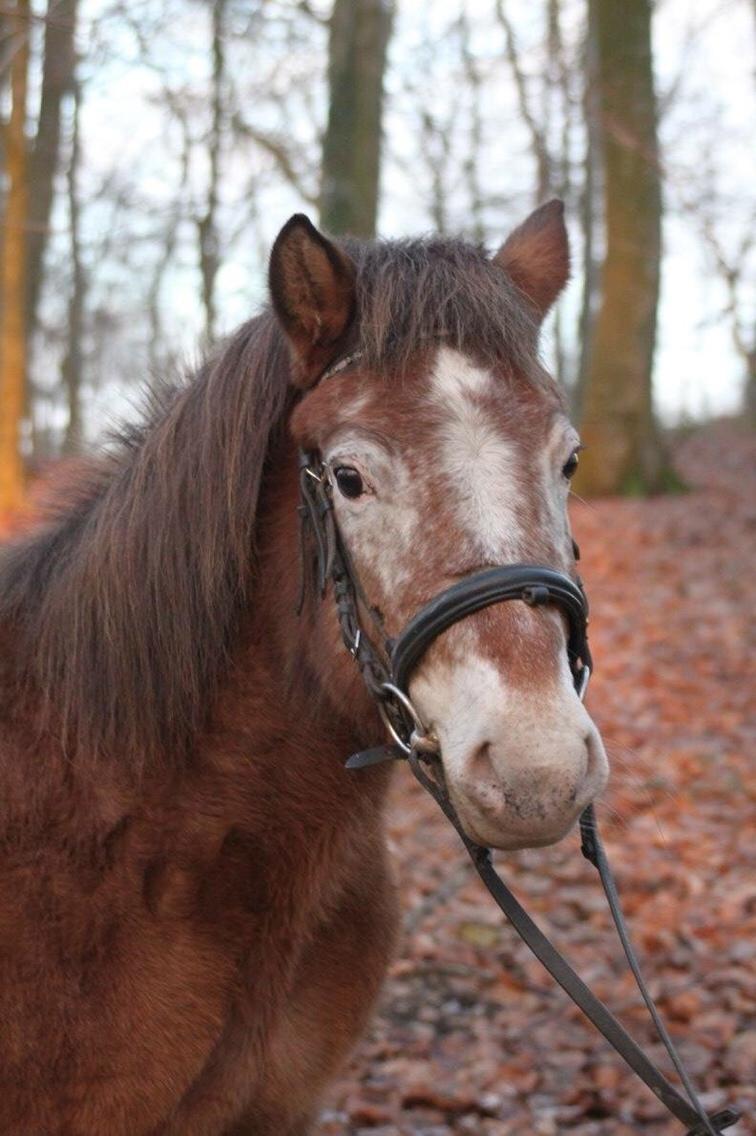 Anden særlig race - Scania † billede 1