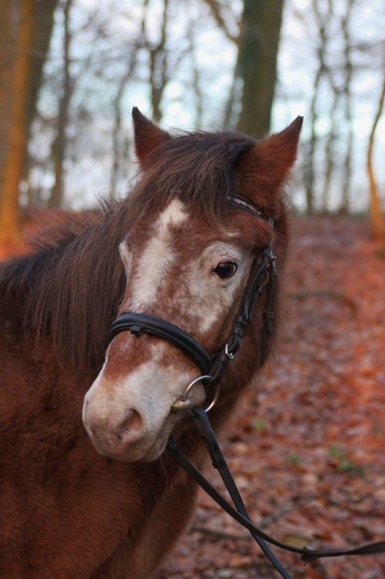 Anden særlig race - Scania † billede 2
