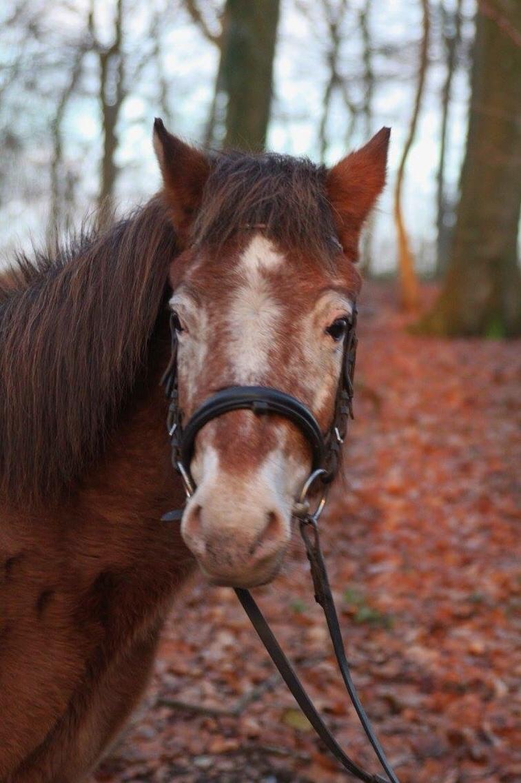 Anden særlig race - Scania † billede 3