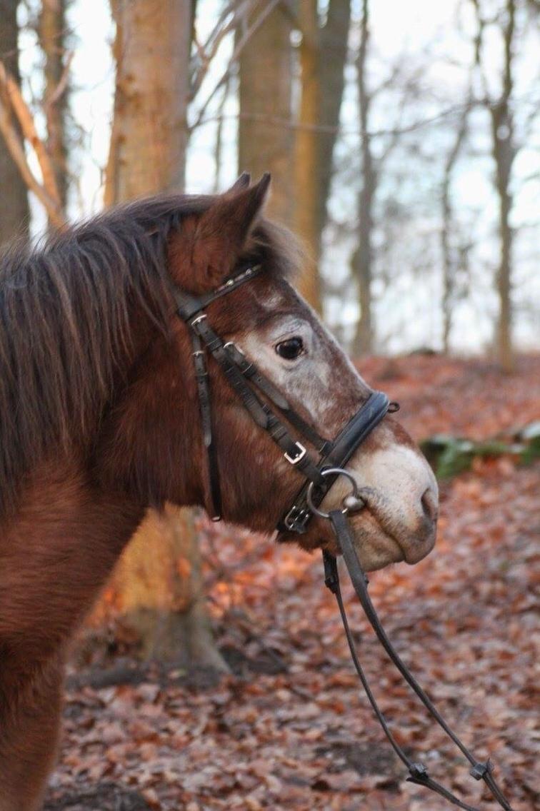 Anden særlig race - Scania † billede 4