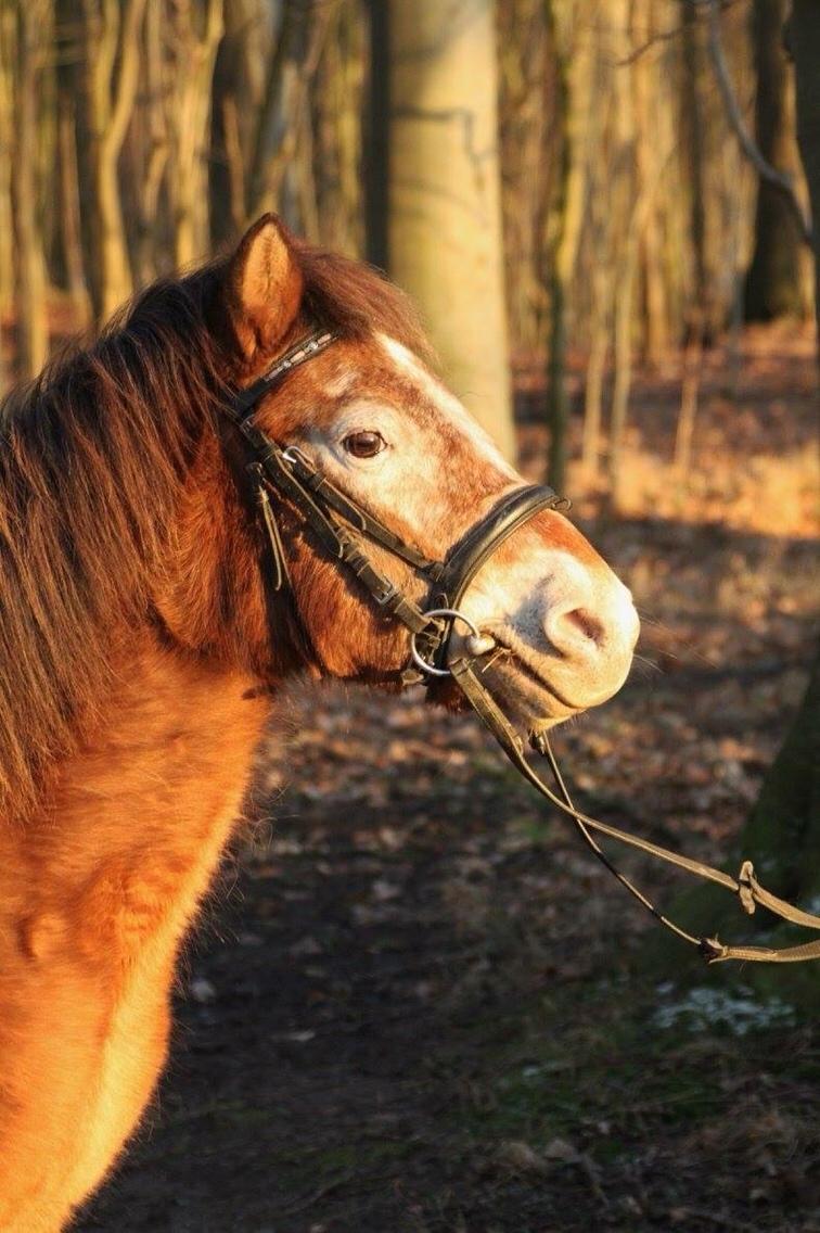 Anden særlig race - Scania † billede 6