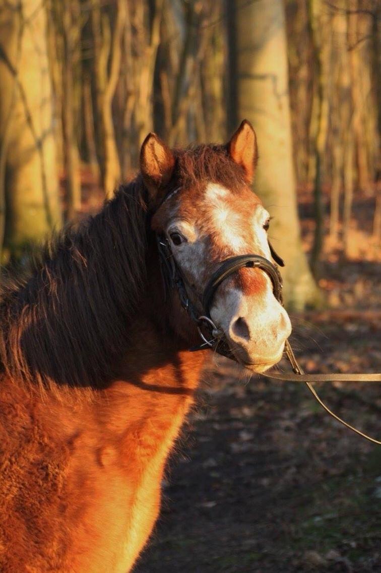 Anden særlig race - Scania † billede 5