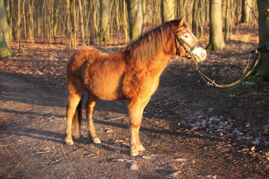 Anden særlig race - Scania † billede 7